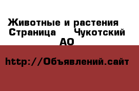  Животные и растения - Страница 2 . Чукотский АО